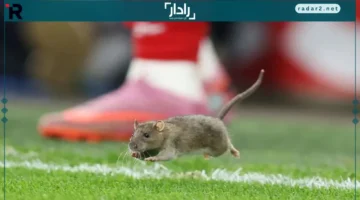 فأر مفاجئ.. تسبب بإيقاف مباراة في تصفيات كأس العالم 2026